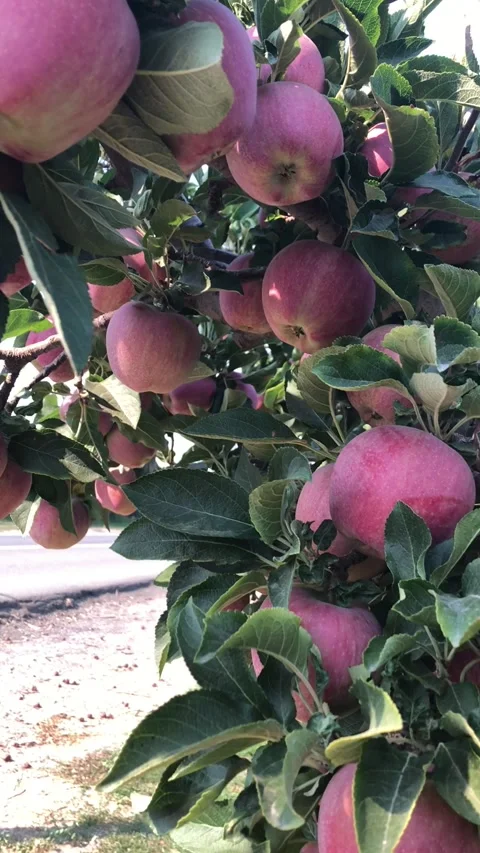 Close up of red ripe apples growing on tree Stock Footage 159849239