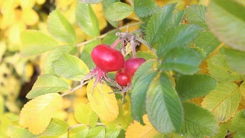 Close-up red ripe rosehip berries growing on a bush. Stock-Footage 212365244