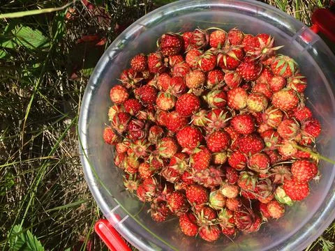 Close-up of red ripe strawberry. The texture of ripe red berries of lingonberry Stock Photos