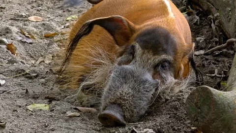 Close-up of red river hog lying on ground and waving tail.  Stock-Footage 93528460
