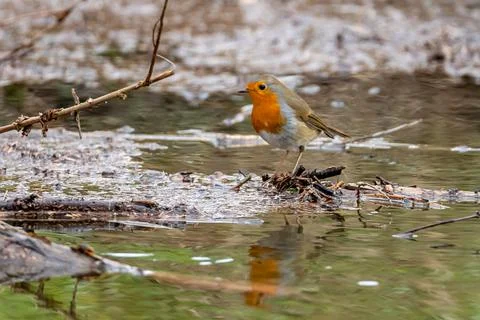 Close up of red robin bird  (Erithacus rubecula) in winter time Stock Photos