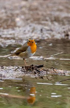Close up of red robin bird  (Erithacus rubecula) in winter time Stock Photos