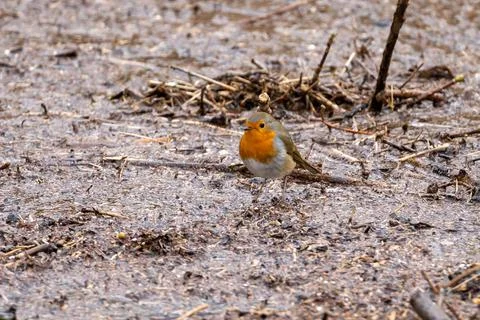 Close up of red robin bird  (Erithacus rubecula) in winter time Stock Photos