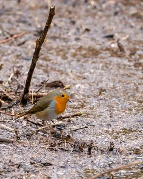 Close up of red robin bird  (Erithacus rubecula) in winter time Stock Photos