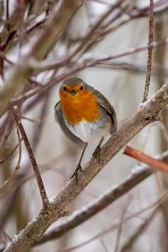Close up of red robin bird  (Erithacus rubecula) in winter time Stock Photos