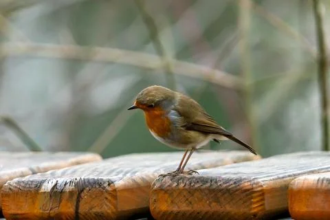 Close up of red robin bird  (Erithacus rubecula) in winter time Stock Photos