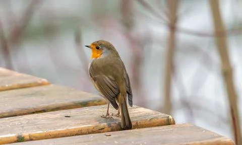Close up of red robin bird  (Erithacus rubecula) in winter time Stock Photos