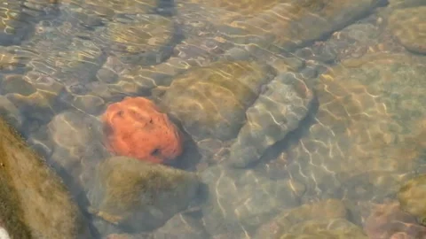 Close up of red rocks at the bottom of a clear river Stock Footage 336843244