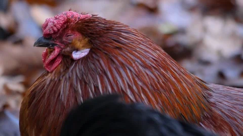Close up of red  Rooster looking around Stock Footage 121273763