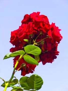 Close up of  red Rosa Multiflora Stock Photos