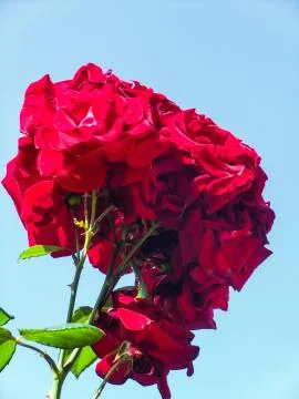 Close up of  red Rosa Multiflora Stock Photos