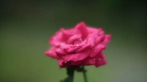 Close up of red rose and dew on flower petals outdoors. Stock Footage 241980111