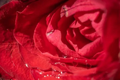Close up red rose background. Foto stock