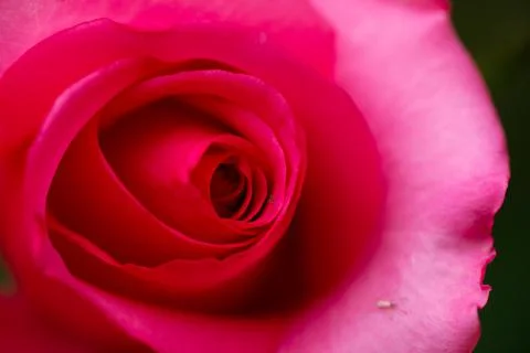 Close up Red Rose background , valentine Stock Photos