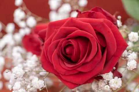 Close-up red rose on bed of white flowers of baby's breath for valentine's day Stock Photos
