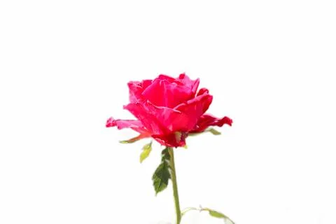 Close up of a red rose in bloom  Stock Photos