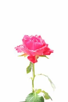 Close up of a red rose in bloom  Stock Photos