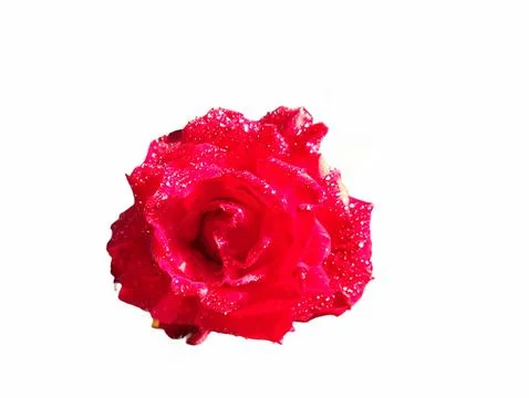 Close up of a red rose in bloom Stock Photos