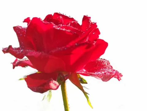 Close up of a red rose in bloom Stock Photos