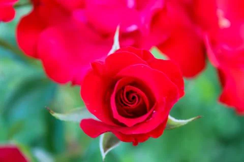 Close-up of a red rose in bloom, symbolizing love and passion. Stock Photos