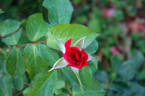 Close-up of a red rose in bloom, symbolizing love and passion. Stock Photos
