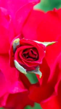 Close-up of a red rose in bloom, symbolizing love and passion. Stock Photos