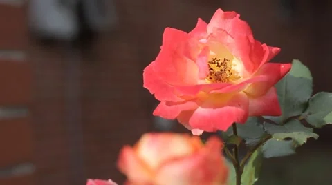 Close up of red rose blowing  in the wind Stock Footage 50445913