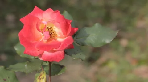 Close up of red rose blowing  in the wind Stock Footage 50445957