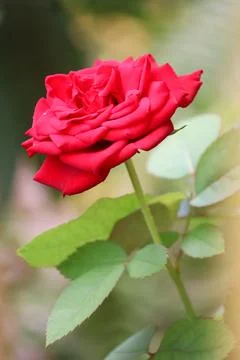 Close up of red rose with blurred background Stock Photos