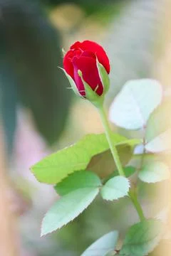 Close up of red rose bud Stock Photos