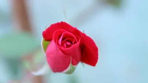 Close-Up Red Rose Bud Fotos de archivo