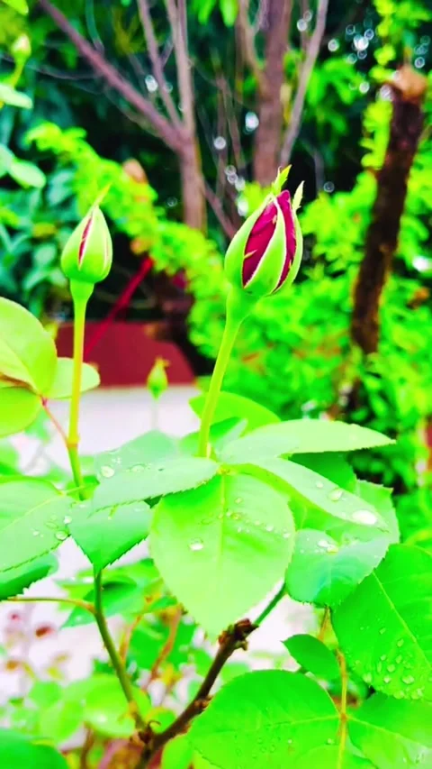 Close up of Red Rose Buds with Raindrops in Garden Vídeos de archivo 332130159