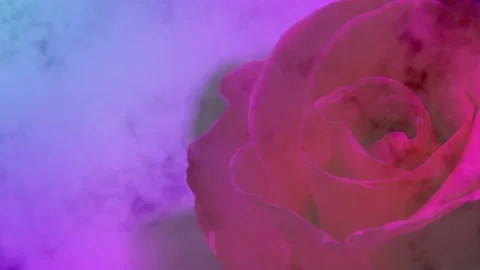 Close up of red rose on corner in dim light and fog. Stock Footage