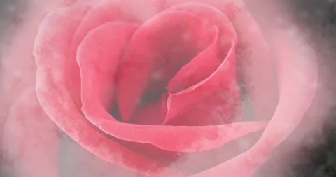 Close up of red rose in dim light and fog that slowly fade out shown in heart Stock Footage 150192036