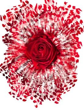 Close up of red rose exploding Detailed close shot of velvet red rose brea... Stock Photos