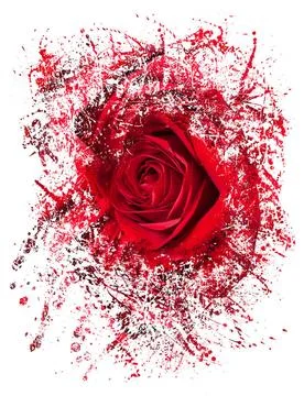 Close up of red rose exploding Detailed close shot of velvet red rose brea... Stock Photos