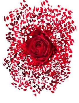 Close up of red rose exploding Stock Illustration
