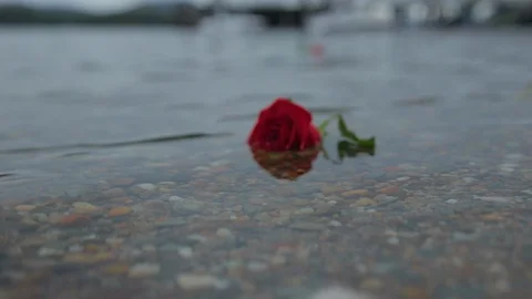 Close up on a Red Rose floating on the water Stock Footage 101800037