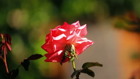 Close-up of a red rose flower with blurred background. Stock Footage 252881324