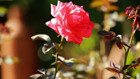 Close-up of a red rose flower with blurred background. Slow motion. Video stock 253564550