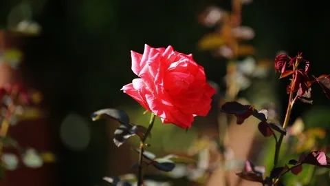 Close-up of a red rose flower with blurred background. Stock Footage 253565271