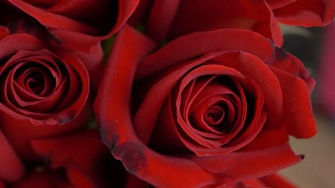 Close-up red rose flower Stock Footage 95017519