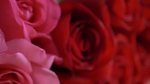 Close-up red rose flower Stock Footage 95018160