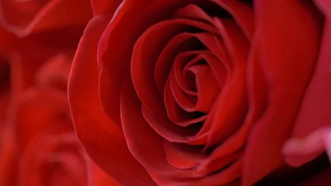 Close-up red rose flower Stock Footage 95018286