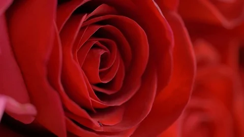 Close-up red rose flower Stock Footage 99324578