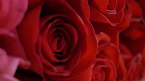 Close-up red rose flower Stock Footage 114018009