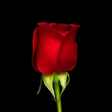 Close up red rose flower Stock Photos
