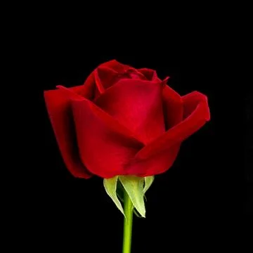 Close up red rose flower Stock Photos