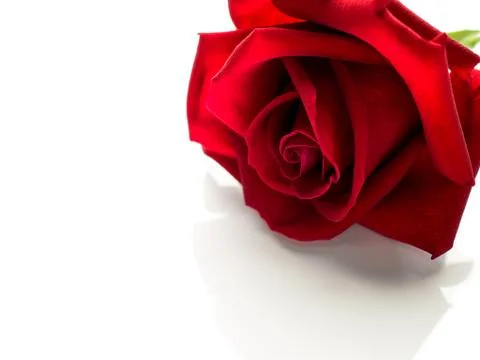 Close up red rose flower Stock Photos