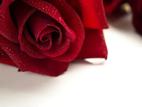 Close up red rose flower Stock Photos